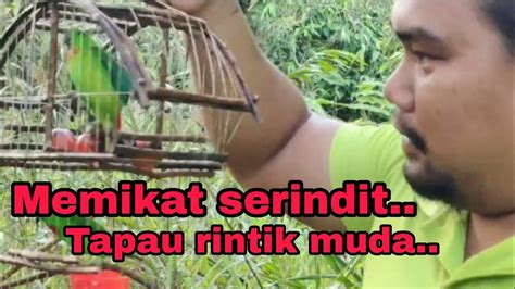 Memikat Serindit Lagitapau Rintik Mudah Youtube