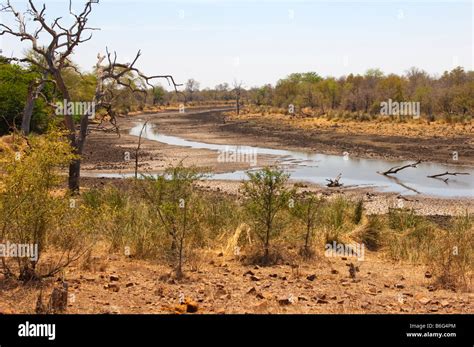 Superb Wonderful South Africa Bush Bushland Landscape ACACIA Trees