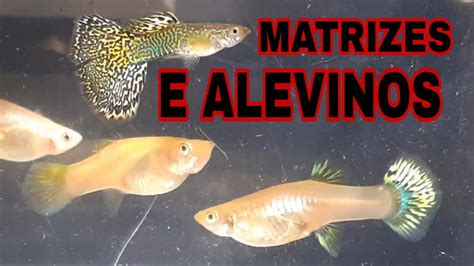 UM MANEJO IMPORTANTE DOS ALEVINOS DE GUPPYS YouTube