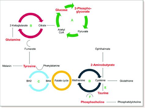 What Are The Metabolic Pathways At Ellen Green Blog