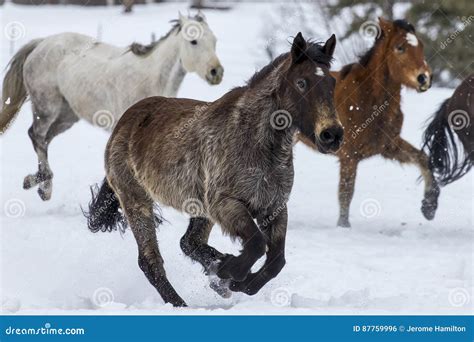 Horses Running in the Snow stock photo. Image of cold - 87759996