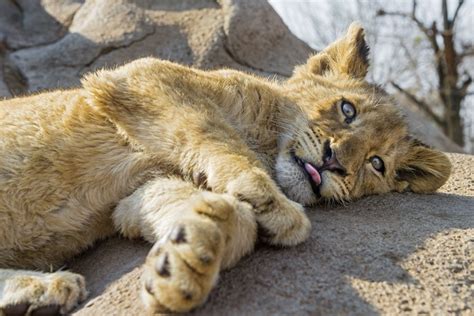 #753278 4K, Big cats, Cubs, Lions - Rare Gallery HD Wallpapers