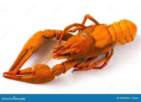 Lobster 库存照片 图片 包括有 甲壳动物 叉子 长度 背包 准备 癌症 贝类 食物 24435944