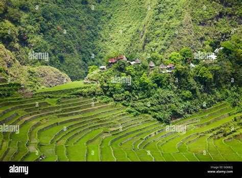 Rice Terraces Of The Philippine Cordilleras Unesco World Heritage Site