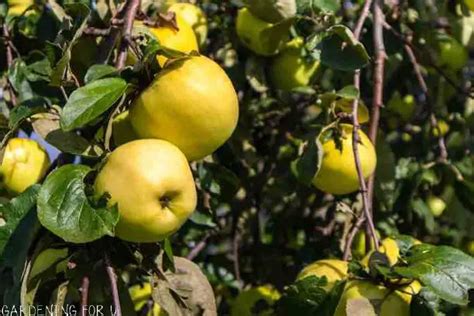 Best Fruit Trees For Texas Hill Country Guide