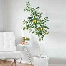 indoor lemon tree | Planetagarden