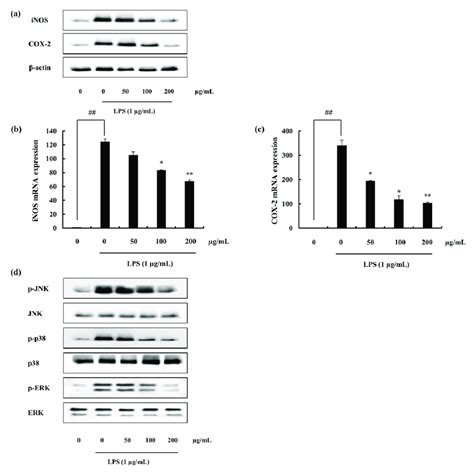 Effect Of F4 Against Lps Induced Macrophages A Western Blot Analysis