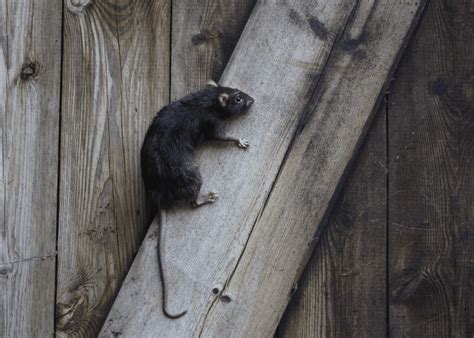 Can Rats Climb Walls Understanding Their Skills And How To Stop Them