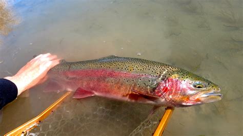 The Fly Syndicate Fly Fishing Northern Nevada The Trifecta