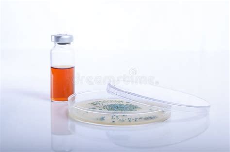 Microbiology Petri Dish with Bacteria and Growth Stock Photo - Image of ...