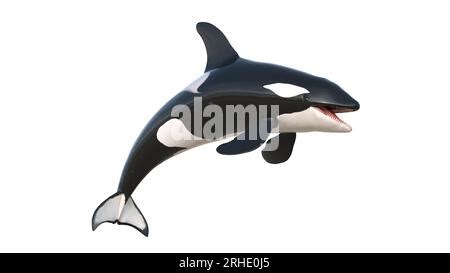 3d rendering of isolated orca whale on a white background. illustration ...