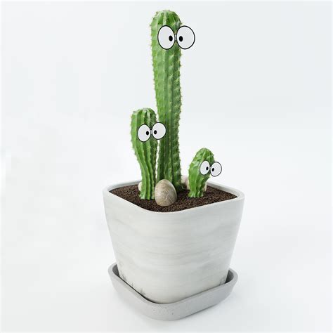 Cactus With Eyes D Model Cgtrader