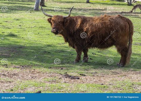 Vaca De Terras Altas Em Pastagens Enormes E Peludas Chifres Longos