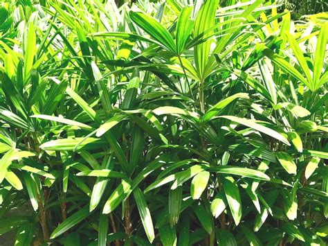 Broadleaf Lady Palm Rhapis Excelsa Garden Center Point