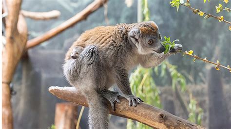 Endangered crowned lemur born at Lincoln Park Zoo - ABC7 Chicago