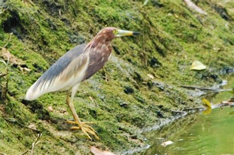 Chinese Pond Heron Birds Of Singapore · Inaturalist