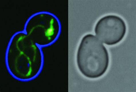 Evolution of mitochondria