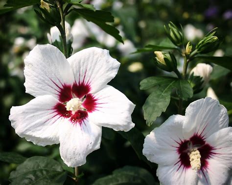 Red Heart Hardy Hibiscus For Sale Online | The Tree Center