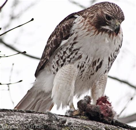 Red Tailed Hawk Eating