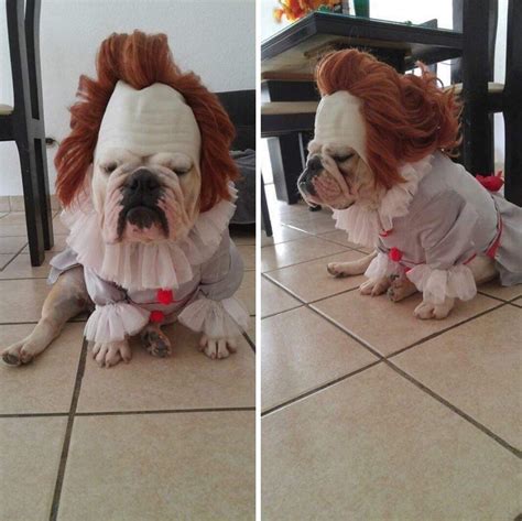 My Fellow Redditors Dog Dressed Up As Pennywise Rpics