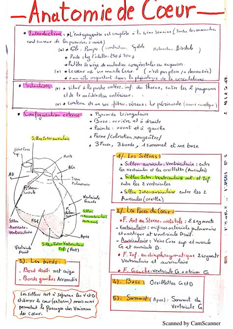 SOLUTION Anatomie Du Coeur Studypool