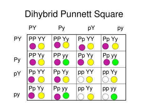 Dihybrid Crosses Punnett Squares