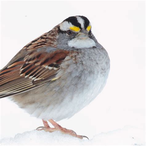 White-Throated Sparrow | National Geographic