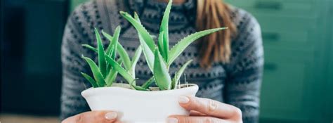 Las Mejores Plantas Para Tener En La Cocina Canalhogar