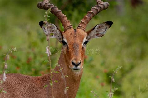 Las Reservas De Sur Frica Del Kruger Del Parque Del Antilope Del Impala