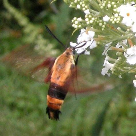 Clearwing Sphinx Moth Hgtv