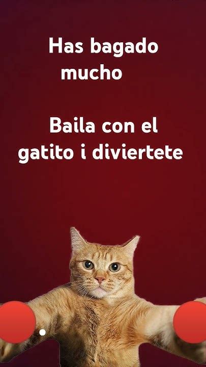 El Gato Quieres Bailar Contigo Jejeje Youtube