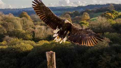 Returning Lost Eagle Species To Wales News Cardiff University