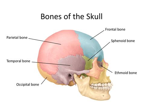 The Skeletal System Diagram Quizlet