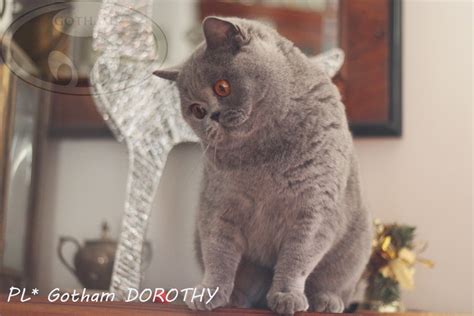 Gotham DOROTHY Gotham PL British Shorthair Cattery