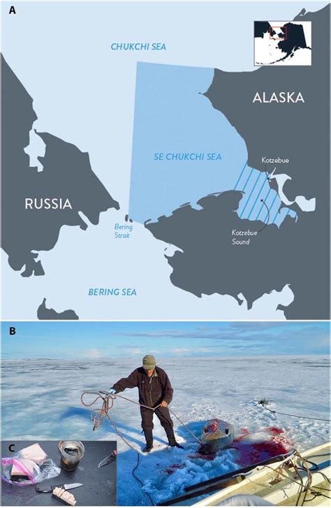 The Chukchi Sea And Kotzebue Sound Study Area Of Ugruk Hunting By The