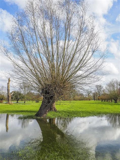 Landscape High Water Nature Water Flood River Trees Mood