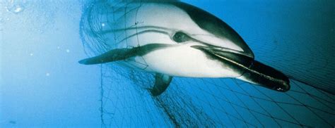 A Dolphin Caught In A Fishing Net