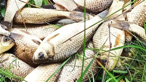 Рибалка на КАРАСЯ та КОРОПА з самого ранку!!! - YouTube