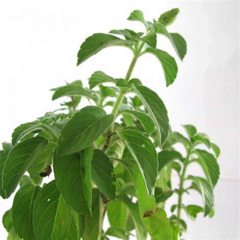 Семена Капур Туласи (Ocimum sanctum)