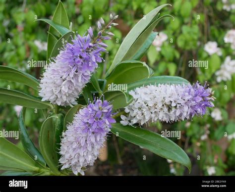 White Hebe Flower Hi Res Stock Photography And Images Alamy