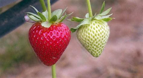 british strawberries   jam  picker shortage world news