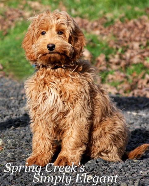 © 2017 Ridgeline Australian Labradoodles Llc R Idgelinelabradoodles