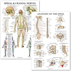 Paquete De Nervios Espinales Y Craneales Juego De P Ster De