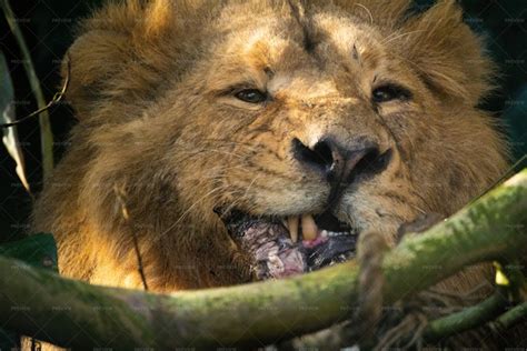 Lion Eating Prey - Stock Photos | Motion Array