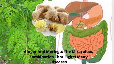 Ginger And Moringa Miraculous Combination That Fights Many Diseases I