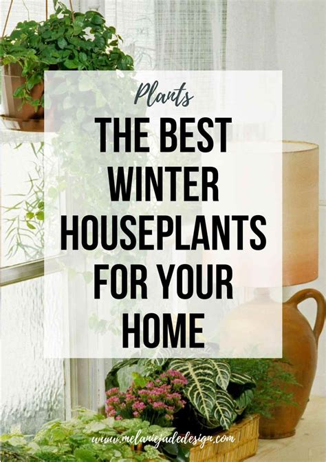 The Best Winter Indoor Plants that Add Colour and Life to your Home ...