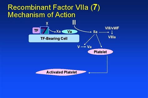 Coagulation The Basics And Recombinant Factor Viia Mechanism