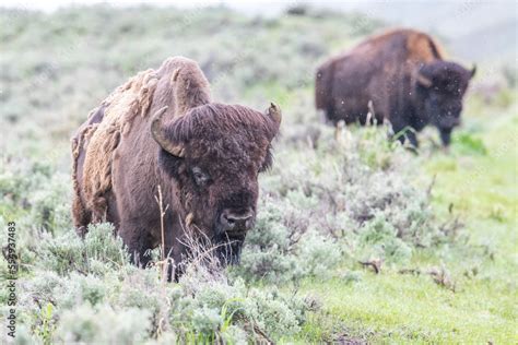 Herd of American bison (Bison bison) grazing on the sagebrush ...