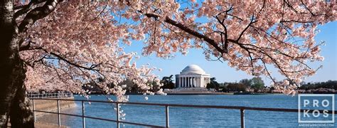 Panoramic View of Jefferson Memorial & Spring Blossoms - Washington DC ...