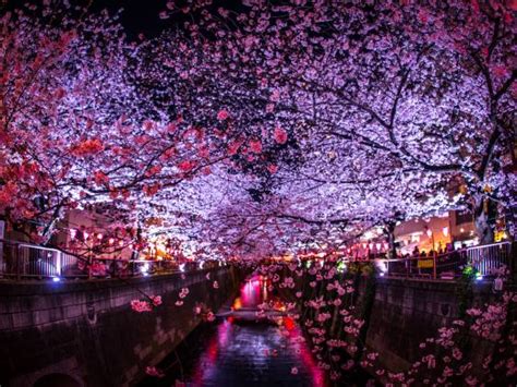 Meguro River Cherry Blossoms Tokyo S Most Famous Sakura Spot Tokyo